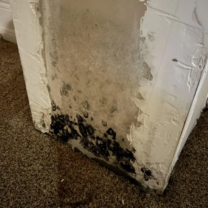 Professional Mold Removal in Coles County, IL